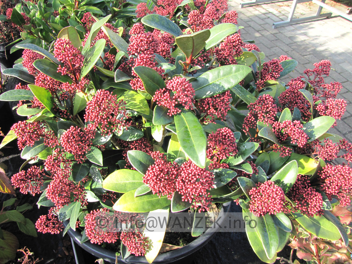 Skimmia japonica Rubella 01b Knospen.JPG